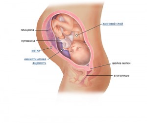 Расположение малыша в утробе на 35 неделе беременности