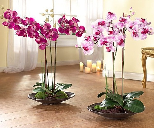 как ухаживать за орхидеями, орхидеи уход, как пересадить орхидею