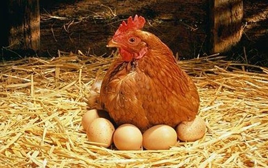 Как выбрать курицу и яйца