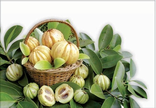 Гарциния камбоджийская - растение для похудения